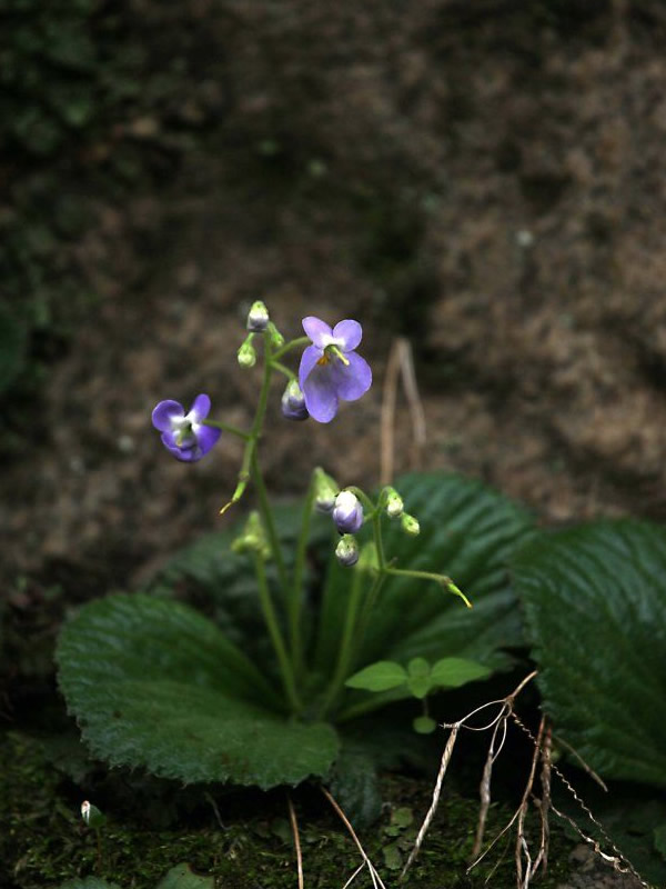 牛耳草一般长在什么地方？