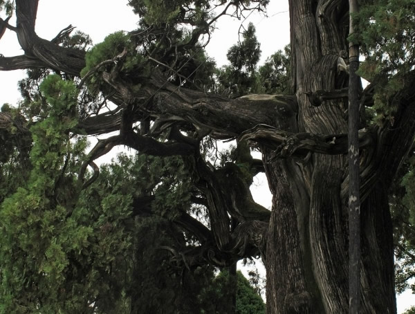 崖柏是什么树种？有哪些功效与作用？