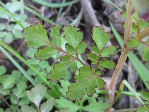 地锦苗的功效与作用有哪些？