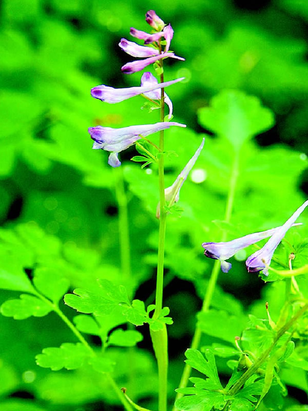 地锦苗与马齿苋的区别有哪些？