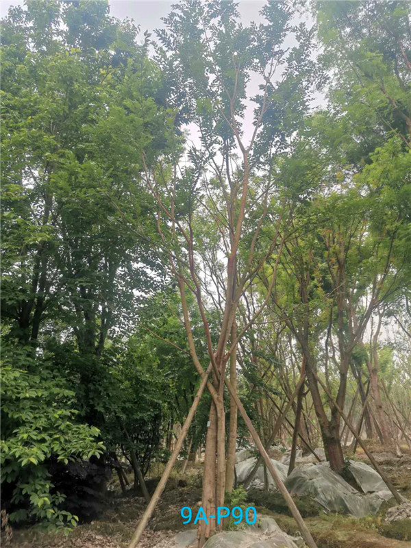 2020年34-39公分丛生朴树价格详情是怎么样的？