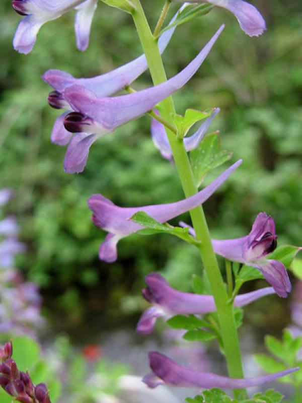 地锦苗生长在什么地方？