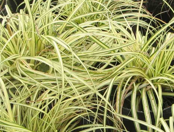 金叶苔草的养护注意事项有哪些？