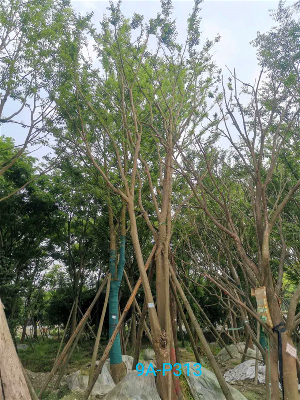 42公分-49公分丛生朴树价格-趋势是怎么样的？