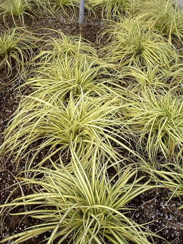 金叶苔草会开花吗？花期是几月？