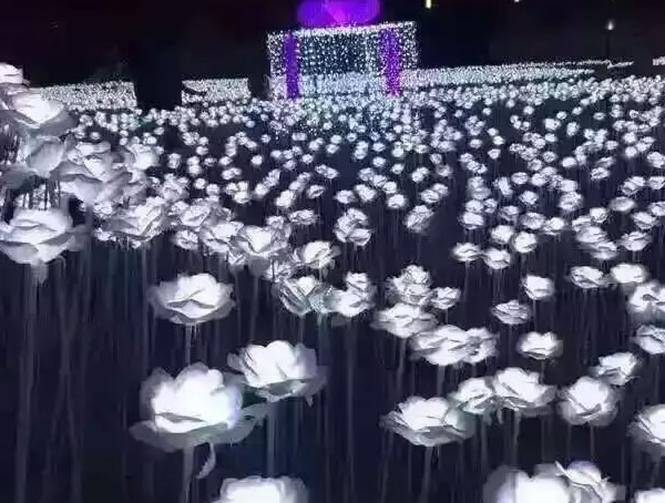 夜光玫瑰如何种出来的？