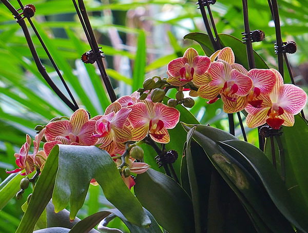 蝴蝶兰的养殖方法和注意事项有哪些？