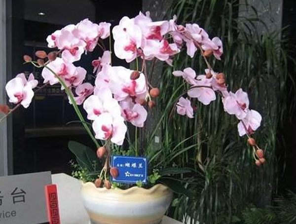 蝴蝶兰的花语和寓意是什么？
