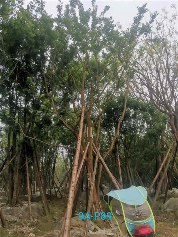 成都50-57公分丛生朴树价格形势？