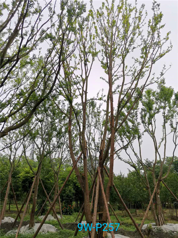 2020年丛生朴树60-79公分价格详情