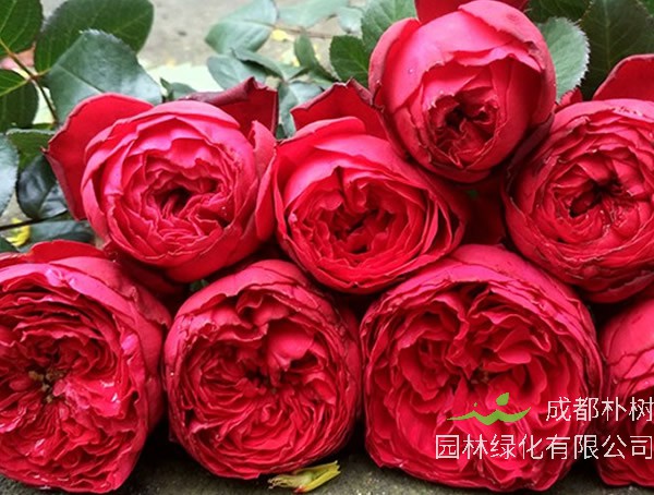 茶花女月季的优缺点有哪些？