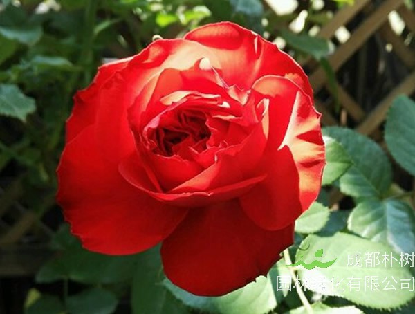 茶花女月季是藤本还是灌木植物？