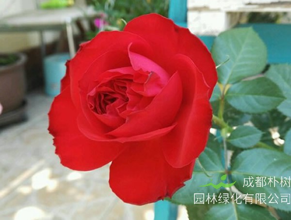 茶花女月季开几季花？是勤花么？