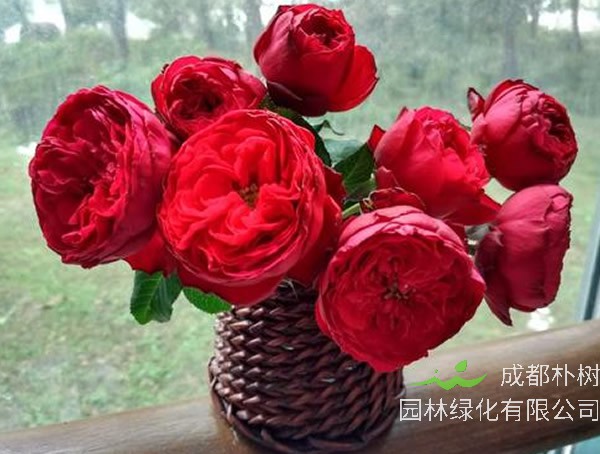 茶花女月季适合盆栽吗？