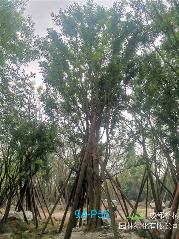2020年丛生朴树602-79公分价格详情