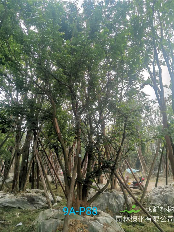 成都50-57公分丛生朴树价格形势？