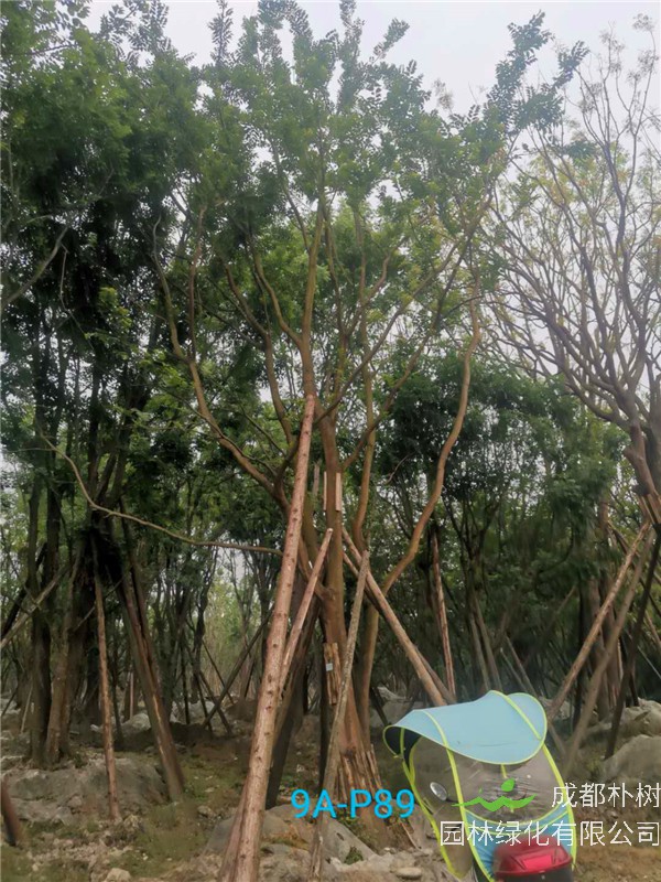 成都50-57公分丛生朴树价格形势？