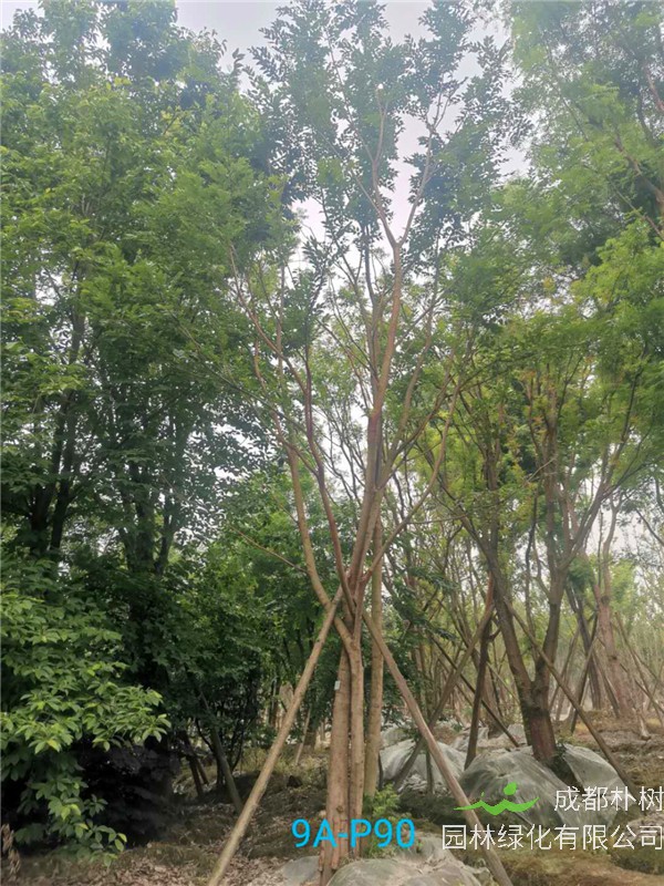 2020年34-39公分丛生朴树价格详情是怎么样的？