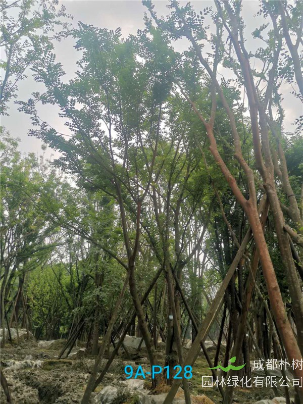 成都50-57公分丛生朴树价格形势？
