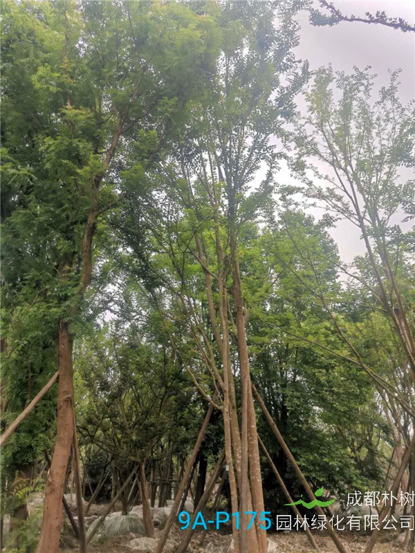 42公分-49公分丛生朴树价格-趋势是怎么样的？