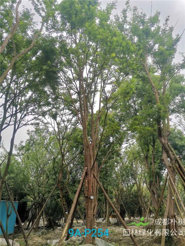 2020年丛生朴树602-79公分价格详情