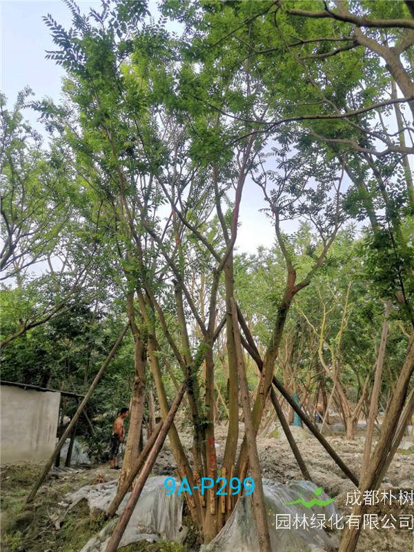 2020年丛生朴树602-79公分价格详情