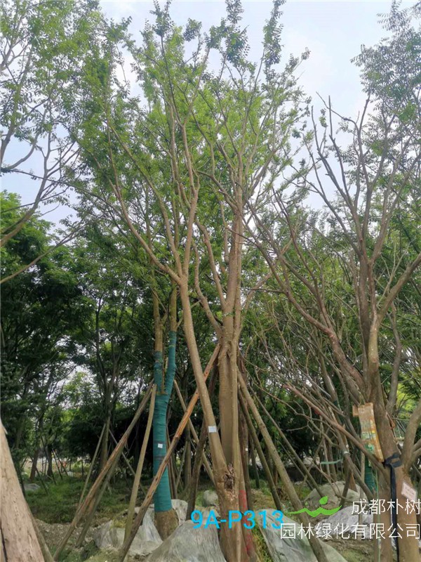 42公分-49公分丛生朴树价格-趋势是怎么样的？