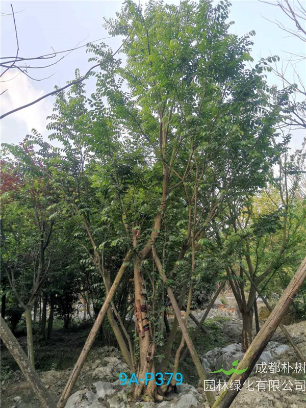 42公分-49公分丛生朴树价格-趋势是怎么样的？