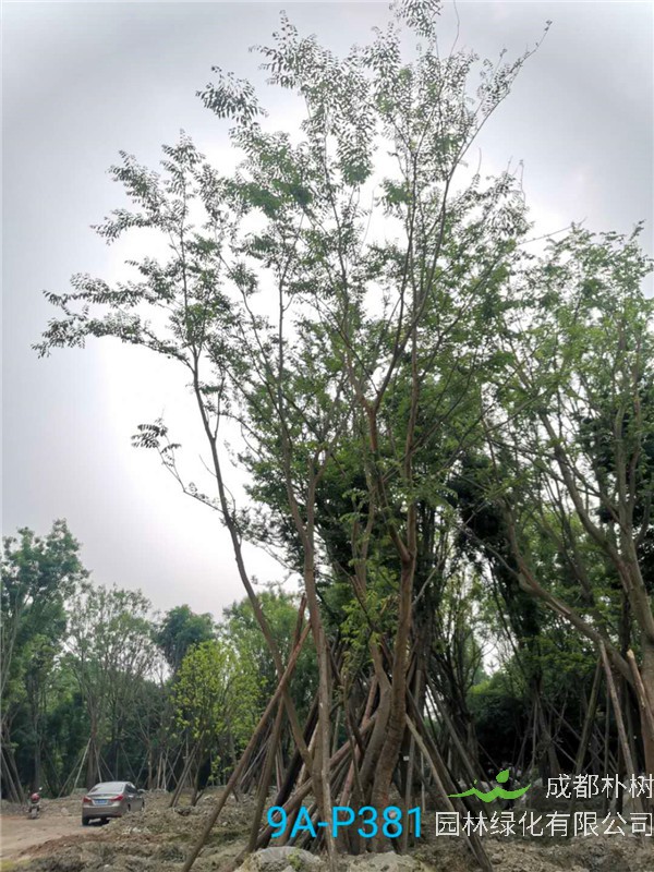2020年丛生朴树602-79公分价格详情