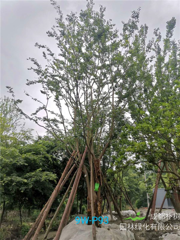 2020年丛生朴树602-79公分价格详情