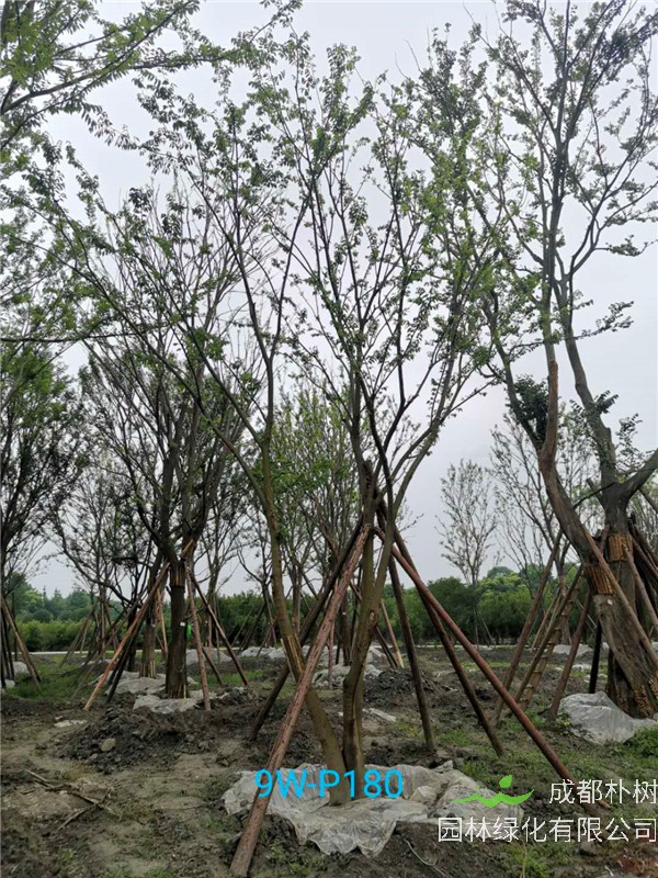 42公分-49公分丛生朴树价格-趋势是怎么样的？