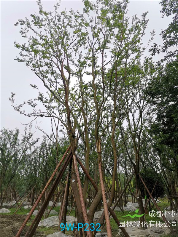 2020年丛生朴树602-79公分价格详情