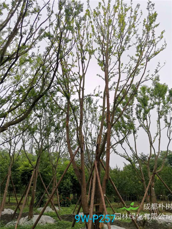 2020年丛生朴树602-79公分价格详情