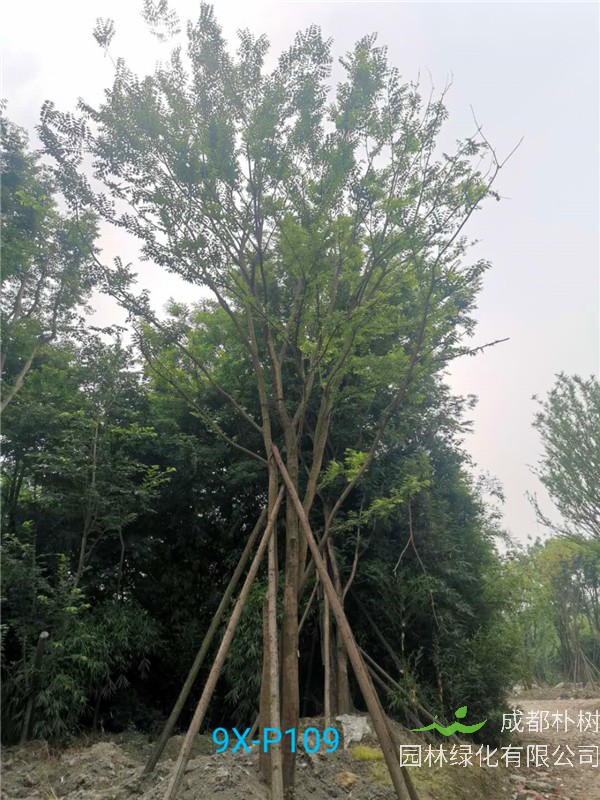 成都50-57公分丛生朴树价格形势？