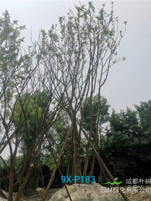 2020年丛生朴树602-79公分价格详情