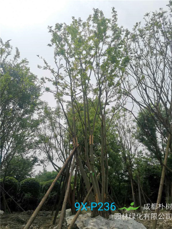 2020年丛生朴树602-79公分价格详情