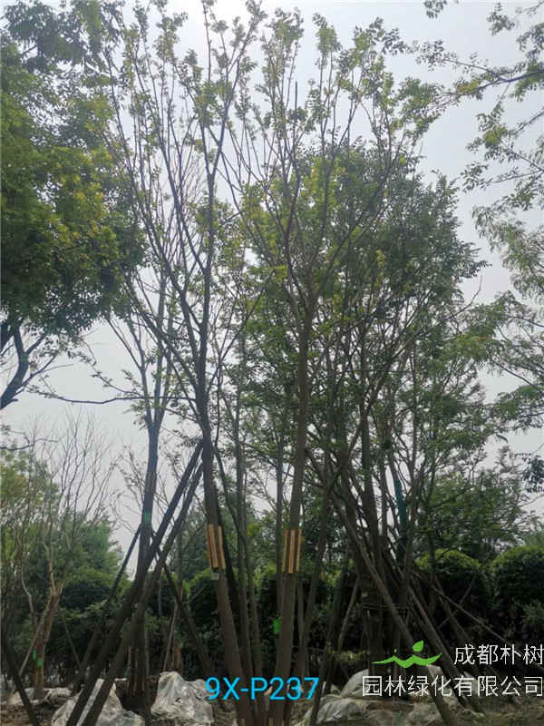 2020年丛生朴树602-79公分价格详情