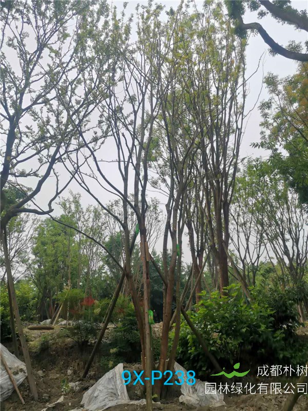 2020年丛生朴树602-79公分价格详情