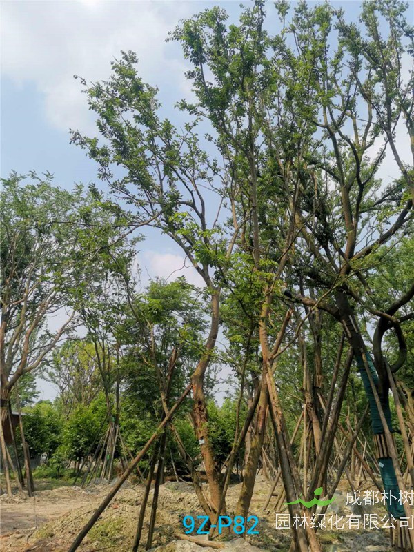 成都50-57公分丛生朴树价格形势？