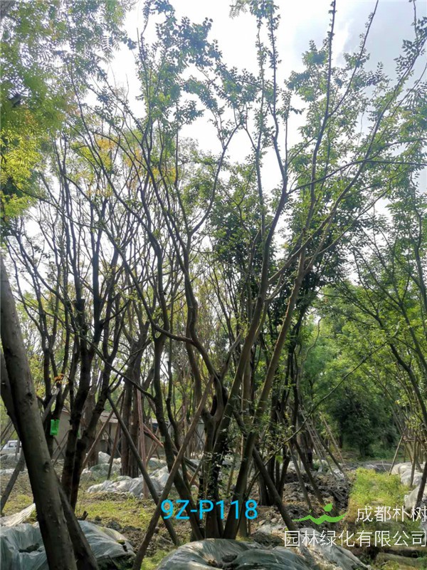 2020年丛生朴树602-79公分价格详情