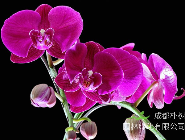 蝴蝶兰开完花后怎么处理？方法有哪些？