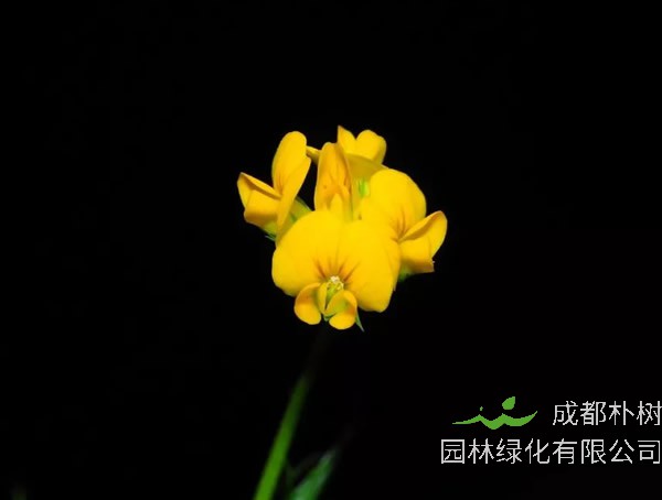 南苜蓿的功效与作用有哪些？