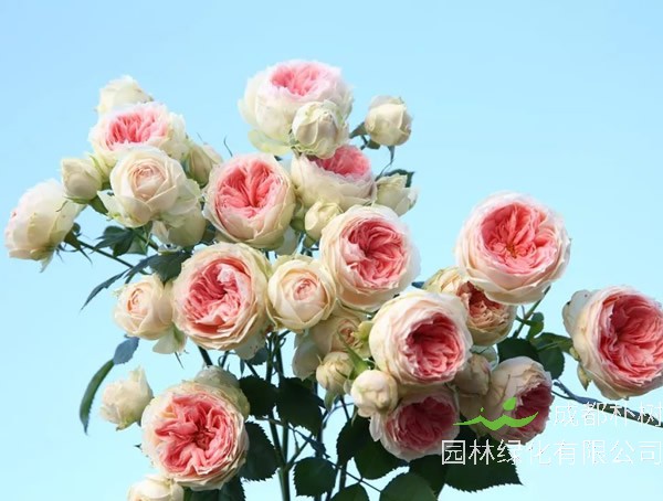 绒球门廊月季的优缺点有哪些？