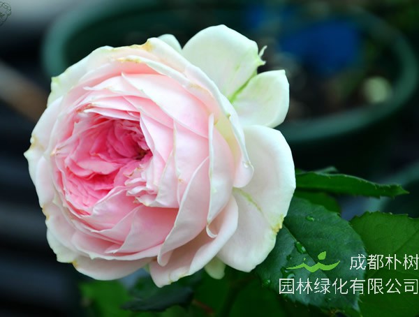 绒球门廊月季是藤本植物么？