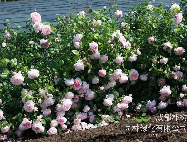 绒球门廊月季适合在广东种植吗？