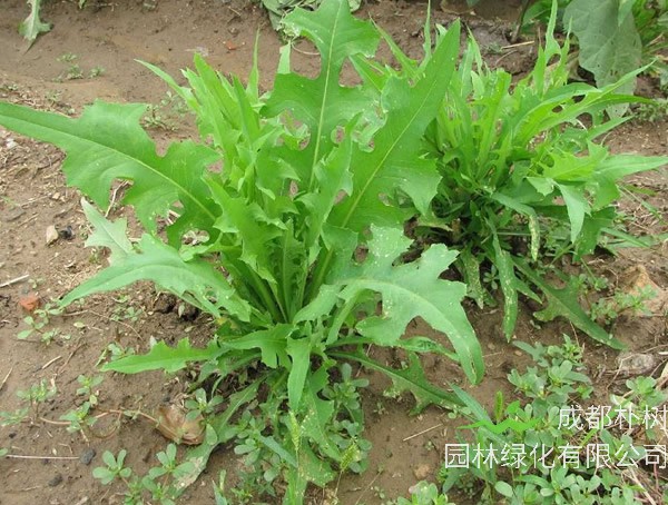 苦卖菜的形状有哪些特征？