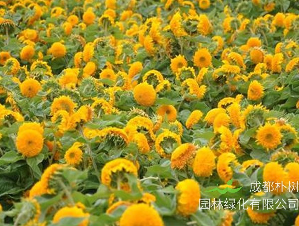 玩具熊向日葵的种植方法有哪些？