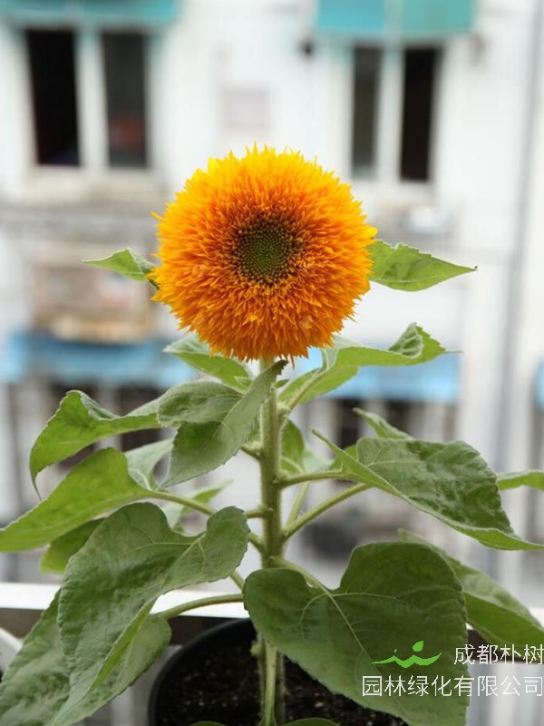 玩具熊向日葵能长多高？