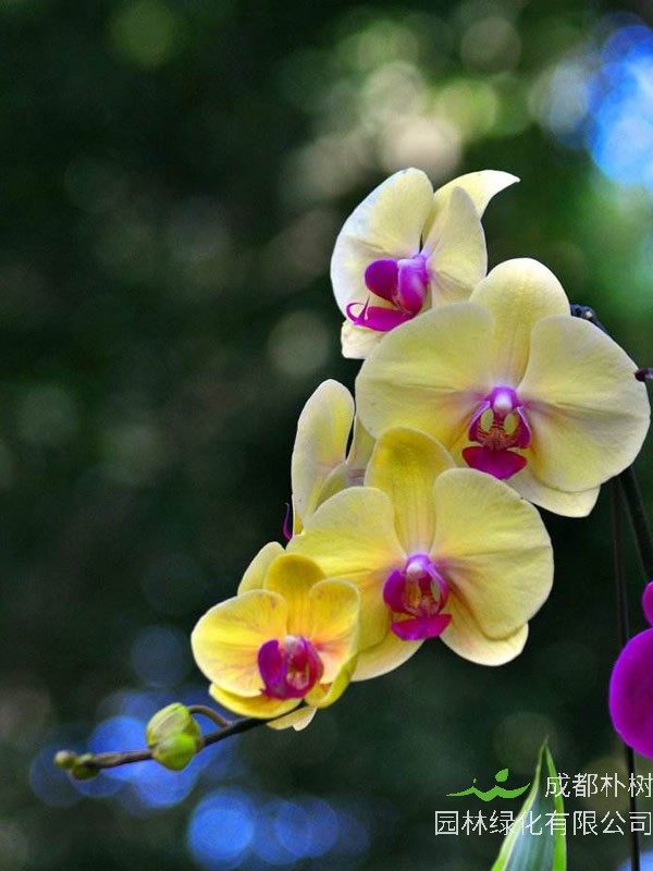 蝴蝶兰花期多长？开花时间是什么时候？