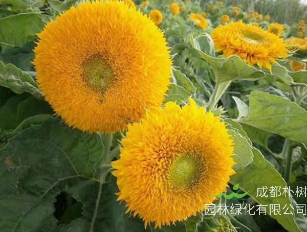 玩具熊向日葵什么时候开花？